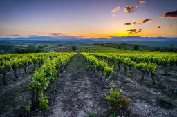 Vineyard - tableau paysage