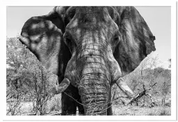 Eléphant d'afrique - portrait animaux