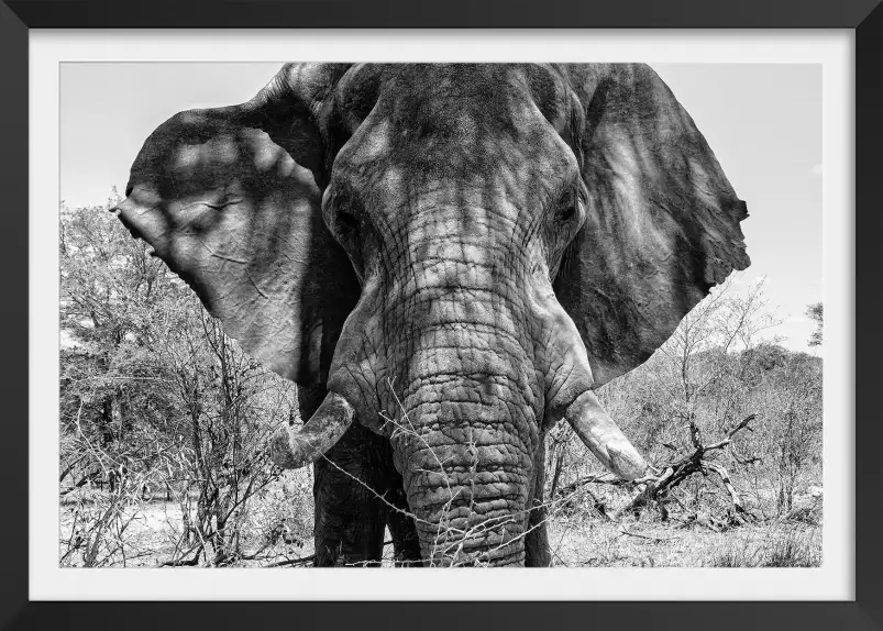 Eléphant d'afrique - portrait animaux