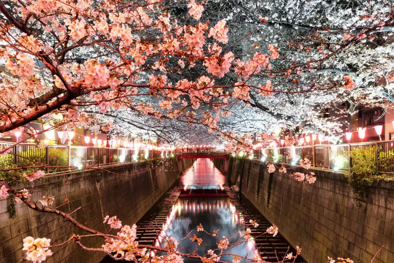 Cerisiers et hanami à tokyo - tableau japon