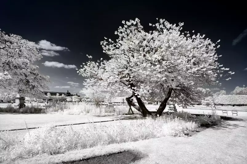 Jardin blanc comme neige - affiche paris