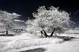 Jardin blanc comme neige - affiche paris