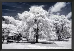 Arbre à neige - affiches paris