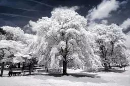 Arbre à neige - affiches paris