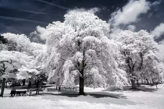 Arbre à neige - affiches paris