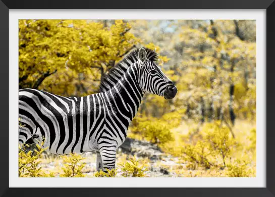 Marty le zèbre - poster animaux