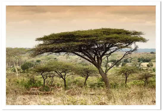 Impala d'afrique - poster animaux