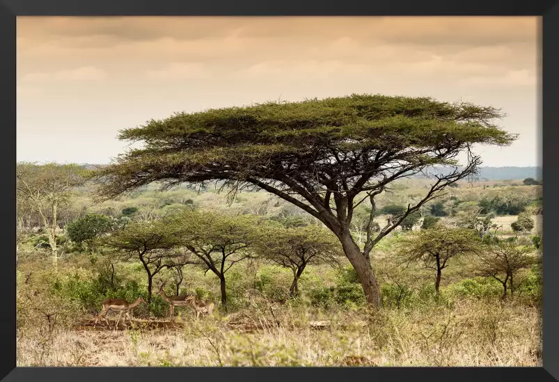 Impala d'afrique - poster animaux