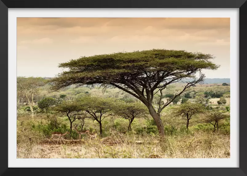 Impala d'afrique - poster animaux