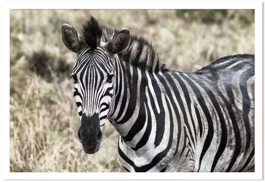 Zebre en pleine savane - poster animaux