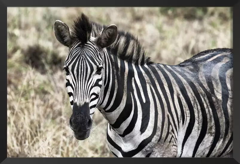 Zebre en pleine savane - poster animaux