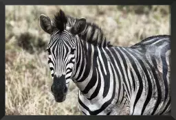 Zebre en pleine savane - poster animaux