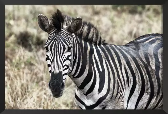 Zebre en pleine savane - poster animaux