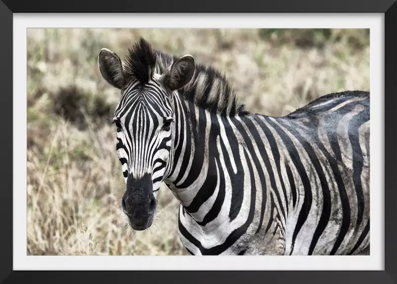 Zebre en pleine savane - poster animaux