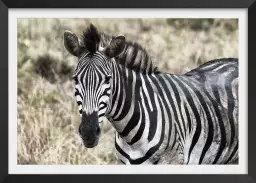 Zebre en pleine savane - poster animaux