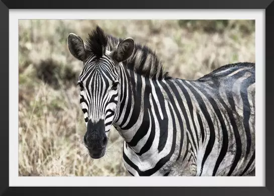 Zebre en pleine savane - poster animaux