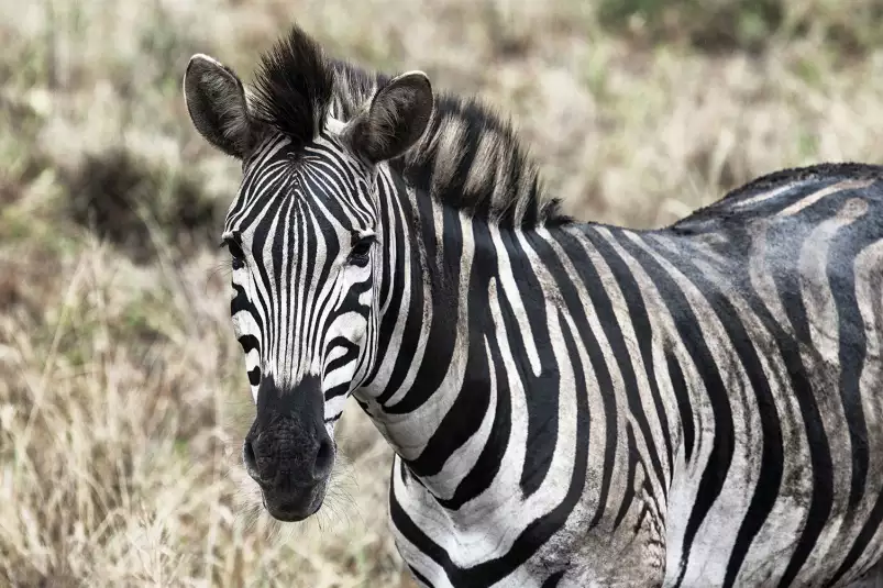 Zebre en pleine savane - poster animaux