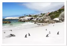 Manchots sur boulder beach - affiche animaux