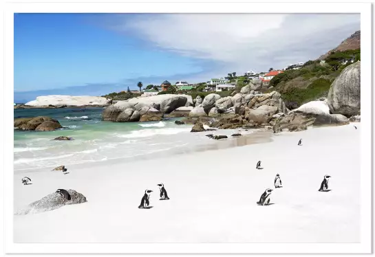 Manchots sur boulder beach - affiche animaux