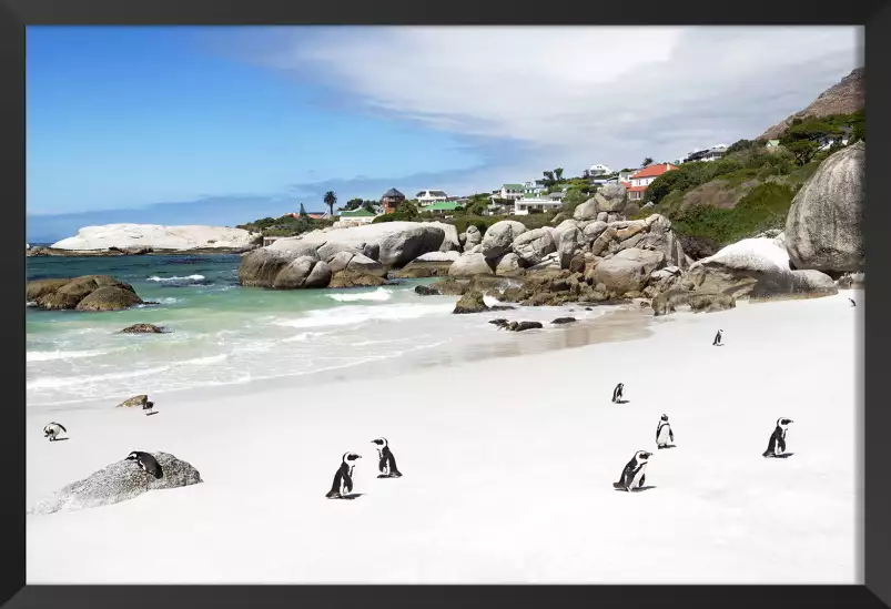 Manchots sur boulder beach - affiche animaux