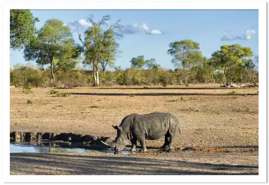 Rhinoceros à la rivière - poster animaux