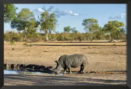 Rhinoceros à la rivière - poster animaux