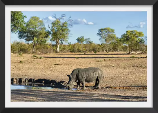 Rhinoceros à la rivière - poster animaux