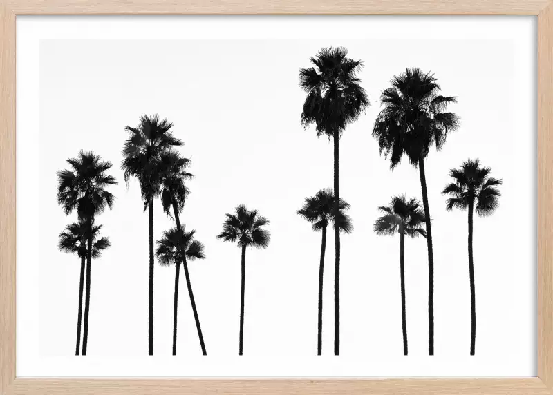 Palmier black california Affiches v hicule