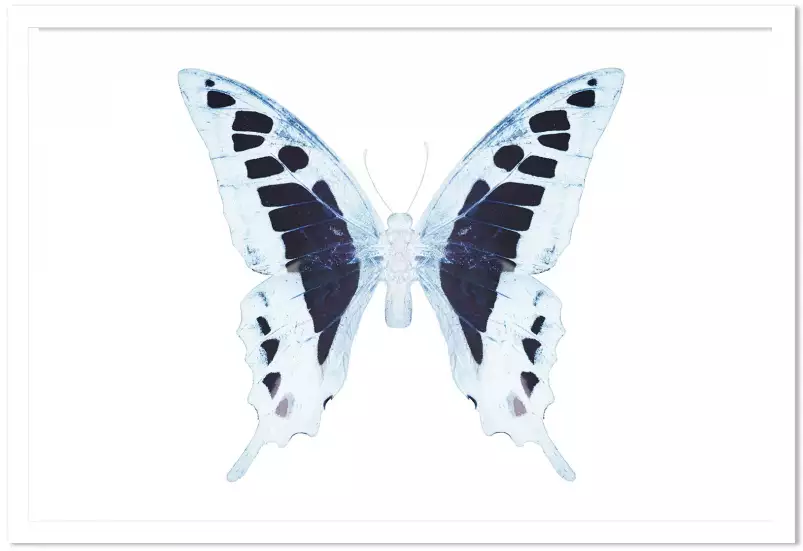 Papillon de nuit blanc bleu - affiche animaux