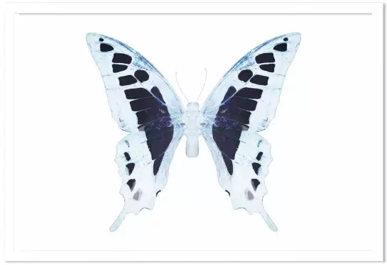 Papillon de nuit blanc bleu - affiche animaux