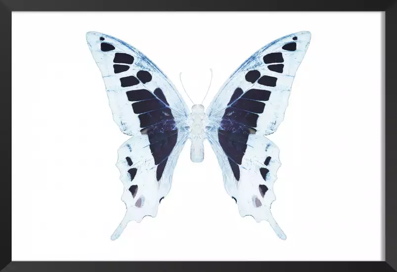 Papillon de nuit blanc bleu - affiche animaux