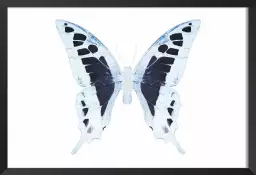 Papillon de nuit blanc bleu - affiche animaux