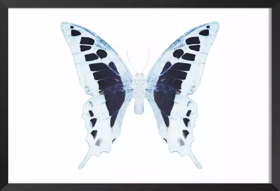 Papillon de nuit blanc bleu - affiche animaux