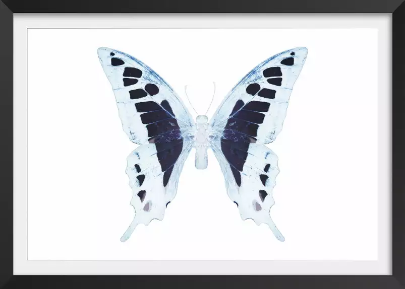 Papillon de nuit blanc bleu - affiche animaux