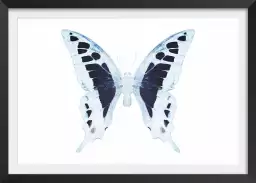 Papillon de nuit blanc bleu - affiche animaux