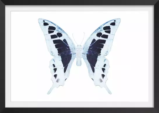 Papillon de nuit blanc bleu - affiche animaux