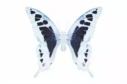 Papillon de nuit blanc bleu - affiche animaux