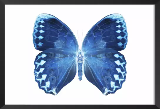 Papillon bleu - affiche animaux