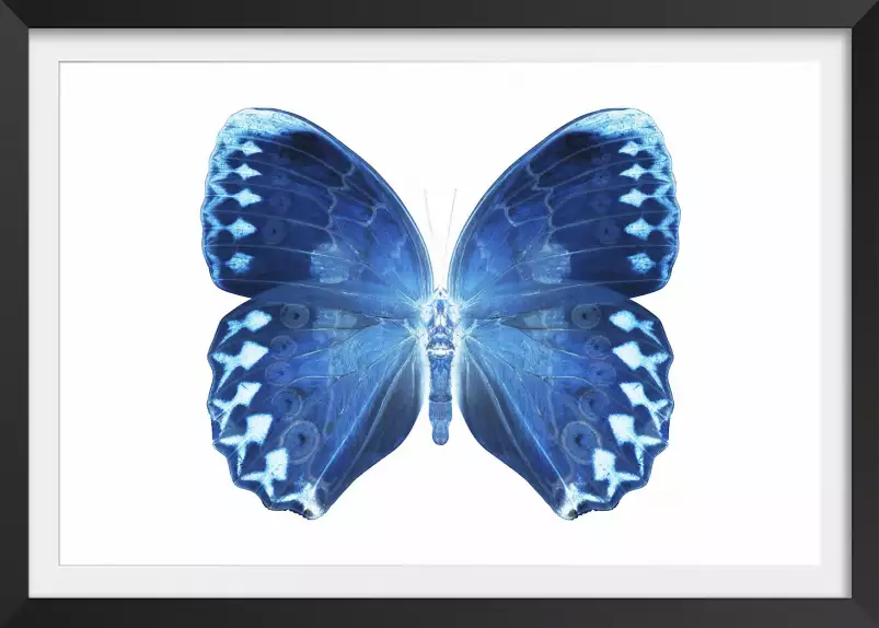 Papillon bleu - affiche animaux