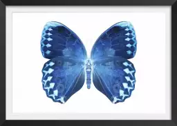 Papillon bleu - affiche animaux