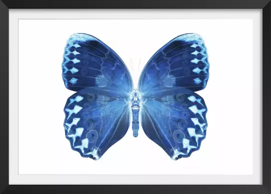 Papillon bleu - affiche animaux