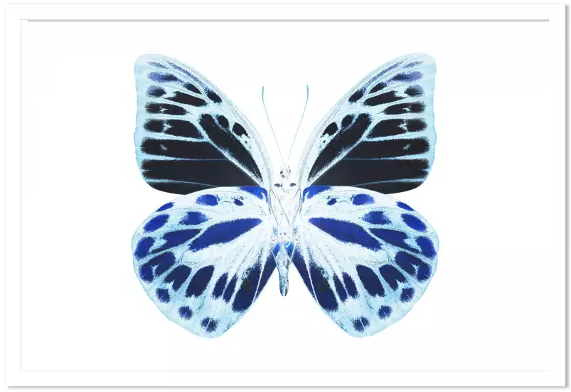 Papillon de nuit bleu - affiche animaux