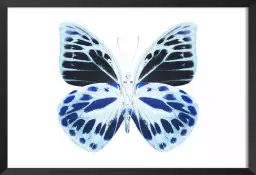 Papillon de nuit bleu - affiche animaux