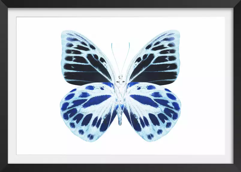 Papillon de nuit bleu - affiche animaux