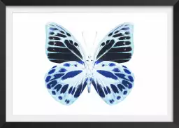 Papillon de nuit bleu - affiche animaux