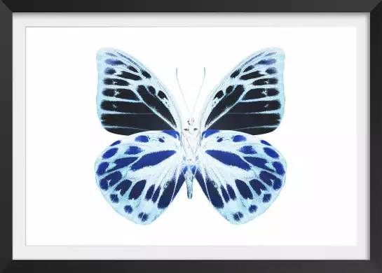 Papillon de nuit bleu - affiche animaux