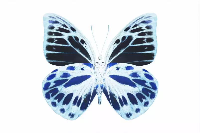 Papillon de nuit bleu - affiche animaux