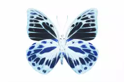 Papillon de nuit bleu - affiche animaux