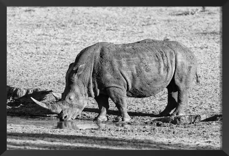 Rhino en savane - poster animaux