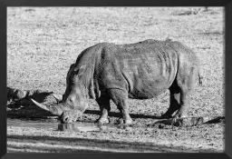 Rhino en savane - poster animaux